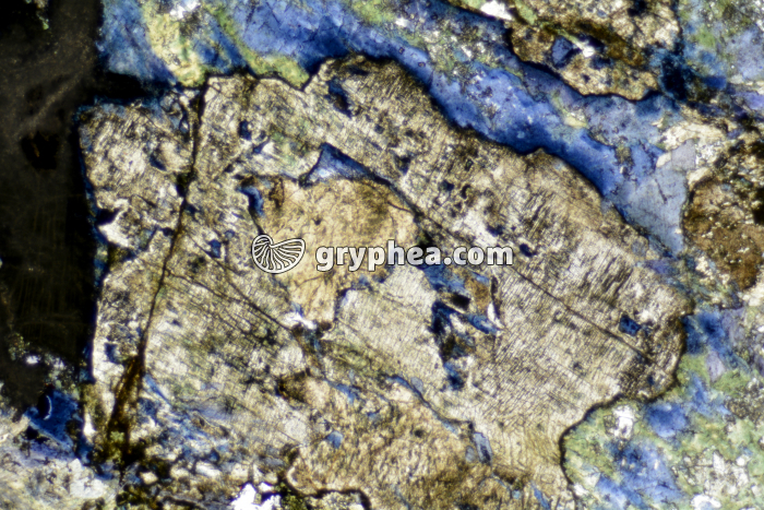 Glaucophane LPNA x25 - gryphea.com
